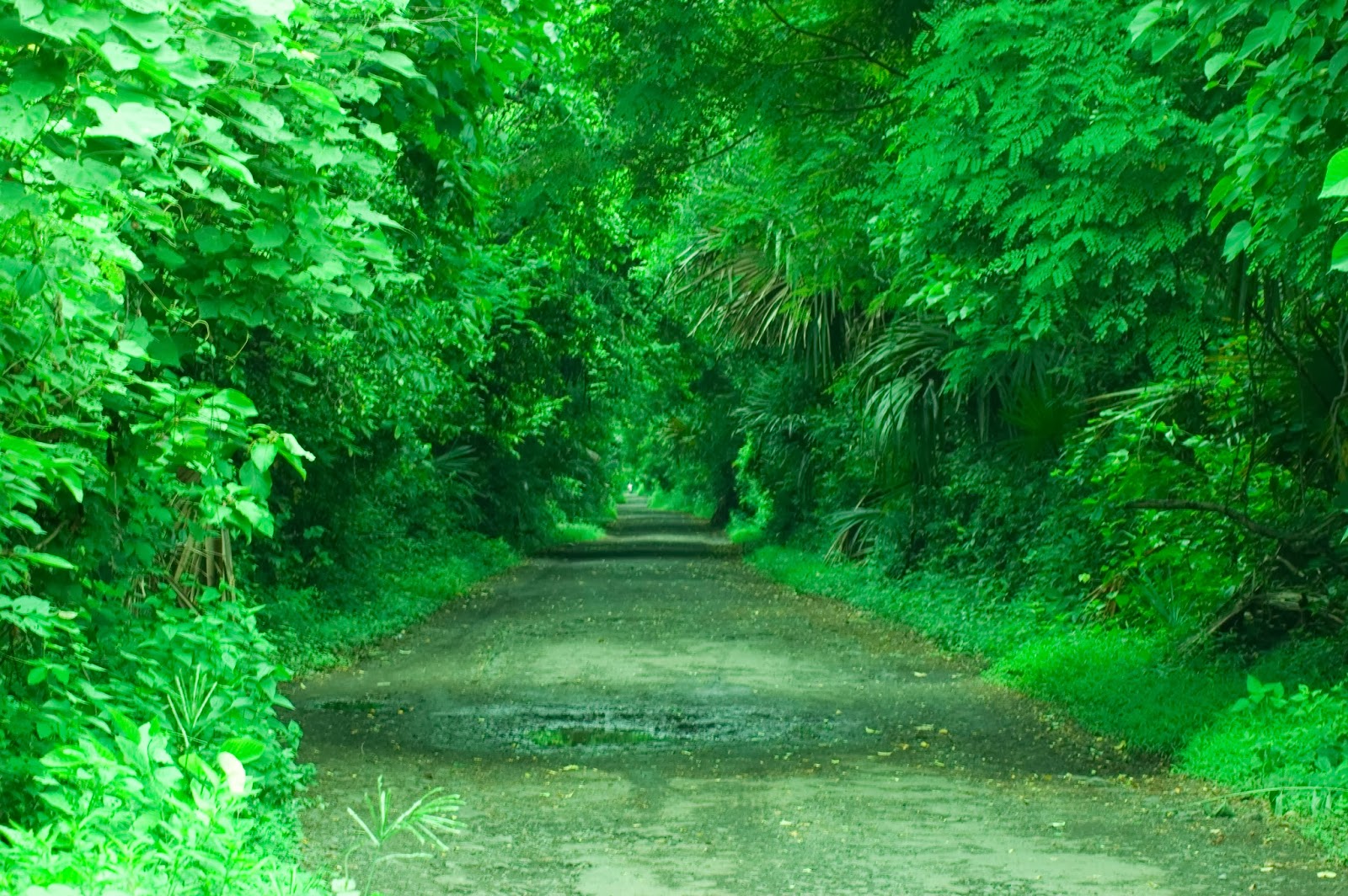 melintasi evergreen berasa melewati lorong hijau yang indah